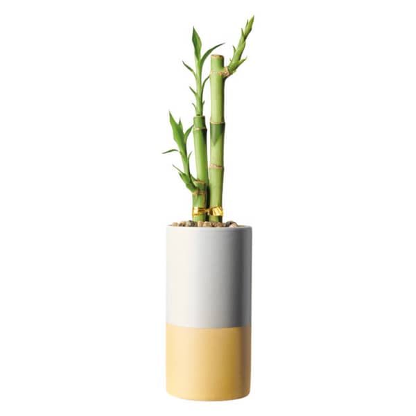2.5'' Lucky Bamboo Assorted Variety