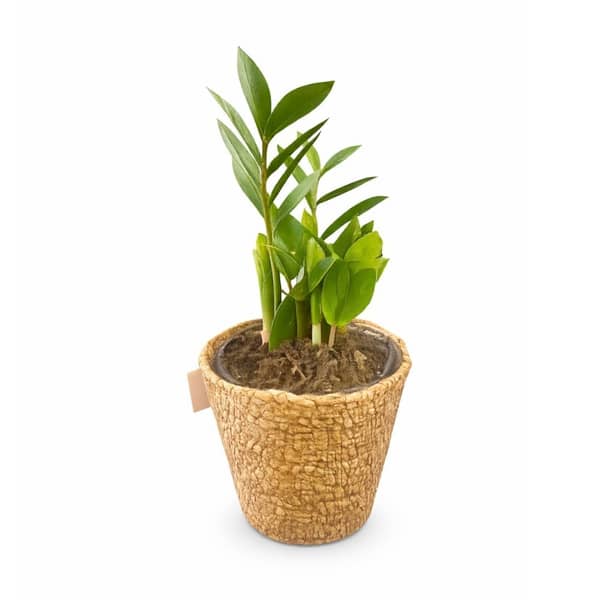 Procacci Brothers ZZ Plant