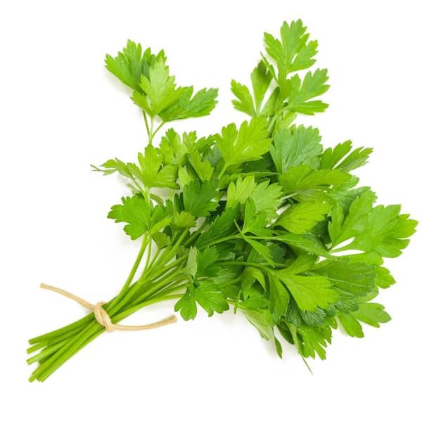 Cilantro