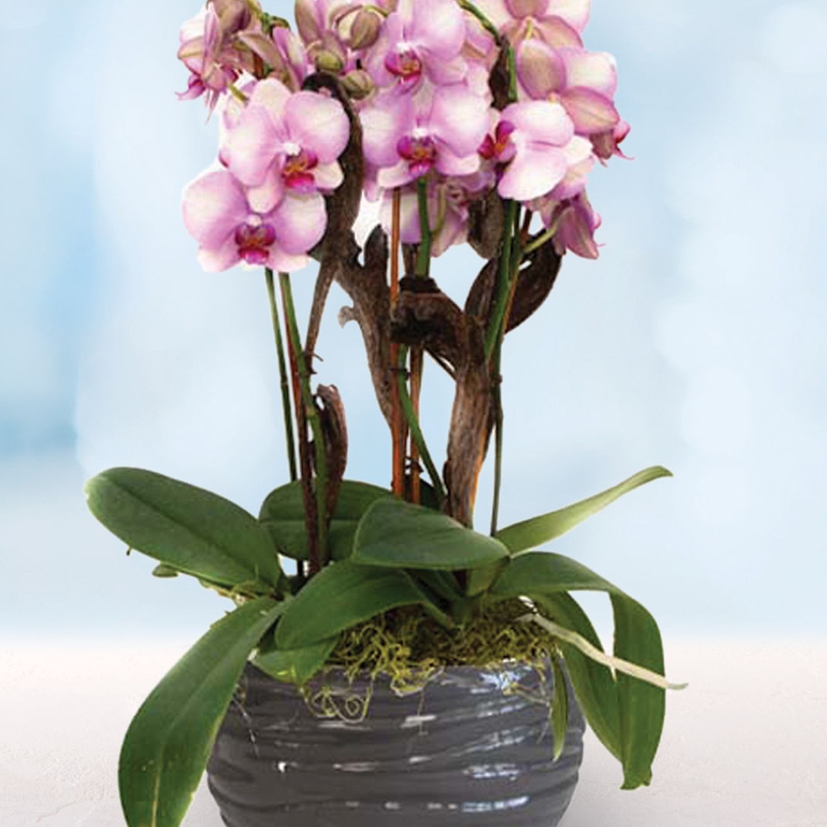 8" Phalaenopsis Orchid Garden